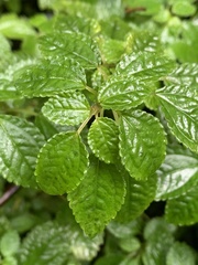 Pilea elliptica