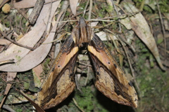 Xylophanes ceratomioides