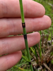 Equisetum