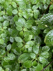 Pilea elliptica