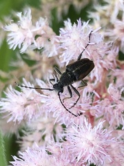 Strangalepta abbreviata