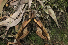 Xylophanes ceratomioides