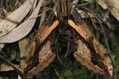 Xylophanes ceratomioides