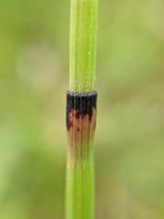 Equisetum