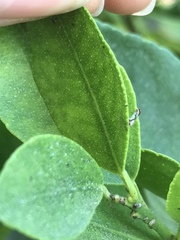 Diaphorina citri