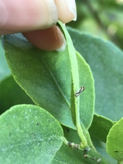 Diaphorina citri
