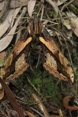 Xylophanes ceratomioides