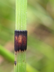 Equisetum