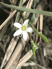 Arenaria lanuginosa