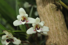 Maxillaria lawrenceana