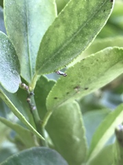 Diaphorina citri