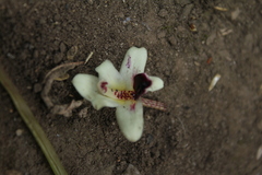 Maxillaria lawrenceana