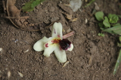 Maxillaria lawrenceana