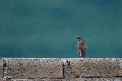 Campylorhynchus gularis