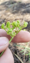 Cymopterus terebinthinus californicus
