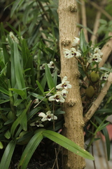 Maxillaria lawrenceana