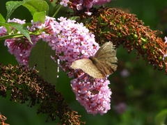 Achlyodes