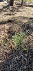 Cymopterus terebinthinus californicus