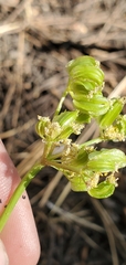Cymopterus terebinthinus californicus