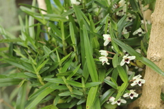 Maxillaria lawrenceana