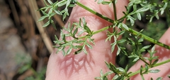 Cymopterus terebinthinus californicus