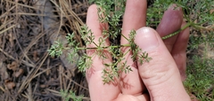 Cymopterus terebinthinus californicus