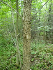 Fraxinus nigra image
