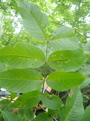 Fraxinus nigra image