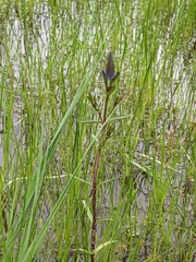 Gentiana pneumonanthe