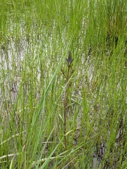 Gentiana pneumonanthe
