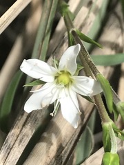 Arenaria lanuginosa