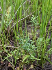 Gentiana pneumonanthe