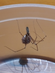 Smeringopus pallidus