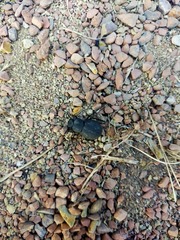 Phymatiotris quadricollis