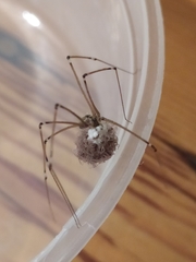 Smeringopus pallidus