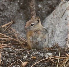 Callospermophilus lateralis certus