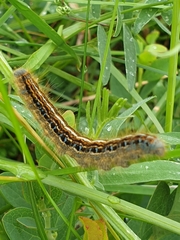 Malacosoma alpicolum