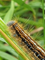 Malacosoma alpicolum