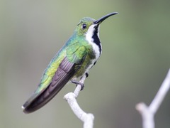 Anthracothorax nigricollis