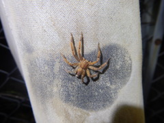 Heteropoda pingtungensis