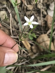 Arenaria lanuginosa