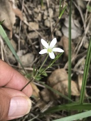 Arenaria lanuginosa