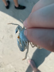 Callinectes similis