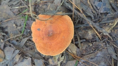 Lactarius peckii