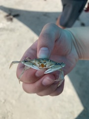 Callinectes similis