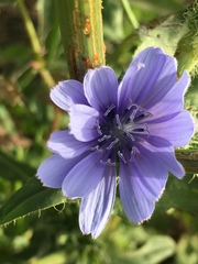 Cichorium pumilum