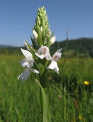 Dactylorhiza maculata transsilvanica