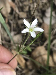 Arenaria lanuginosa