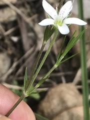Arenaria lanuginosa