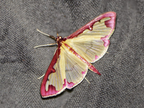 Photo of Purple-edged Pearl (Cadarena pudoraria)